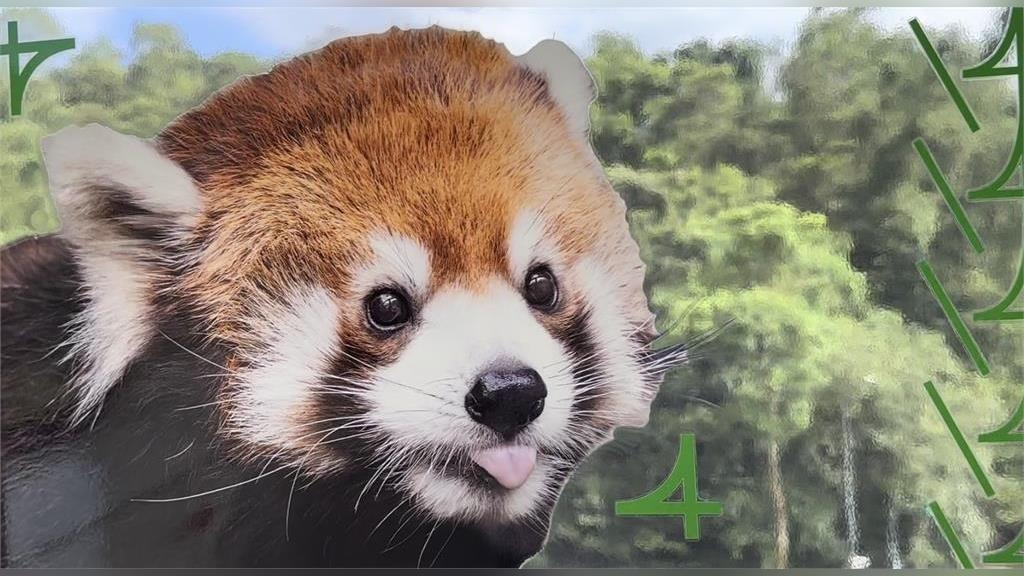 台北市立動物園歡慶110週年! 打造超萌動物主題車窗 台北市立動物園歡慶110週年! 打造超萌動物主題車窗