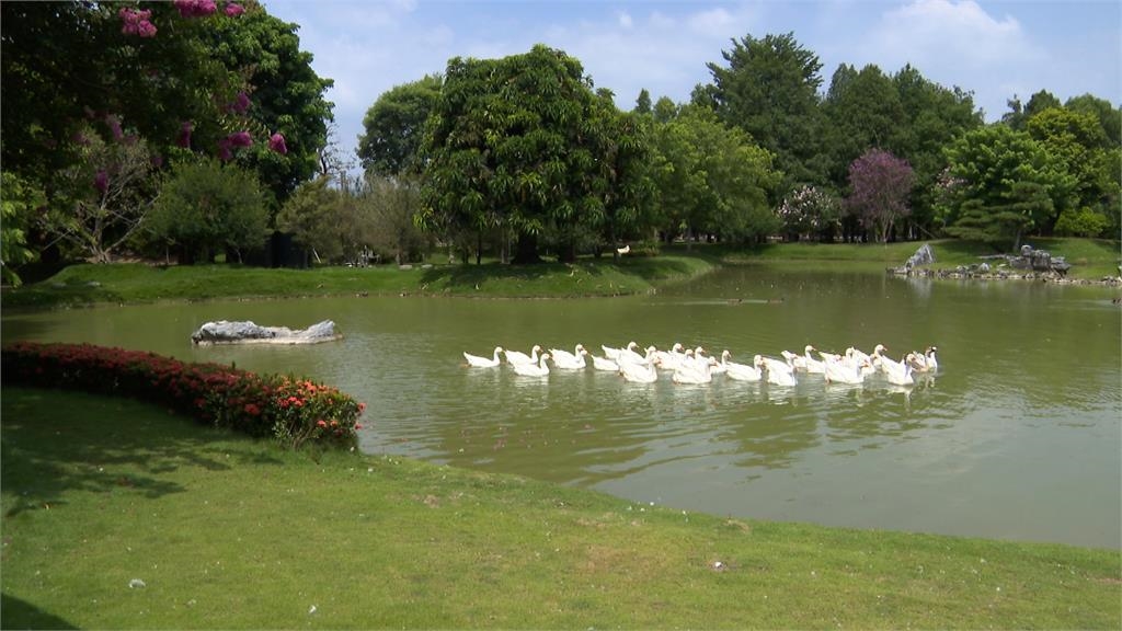 建設公司董座「祕密花園」 北斗祕境白鵝悠游如世外桃源
