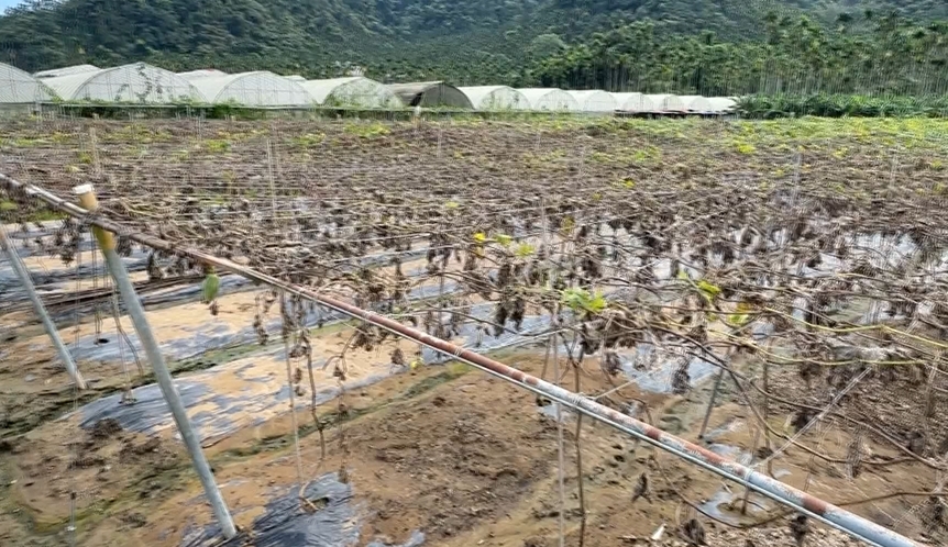 這裡絲瓜「1條賣到180」! 農民無奈吐天價原因