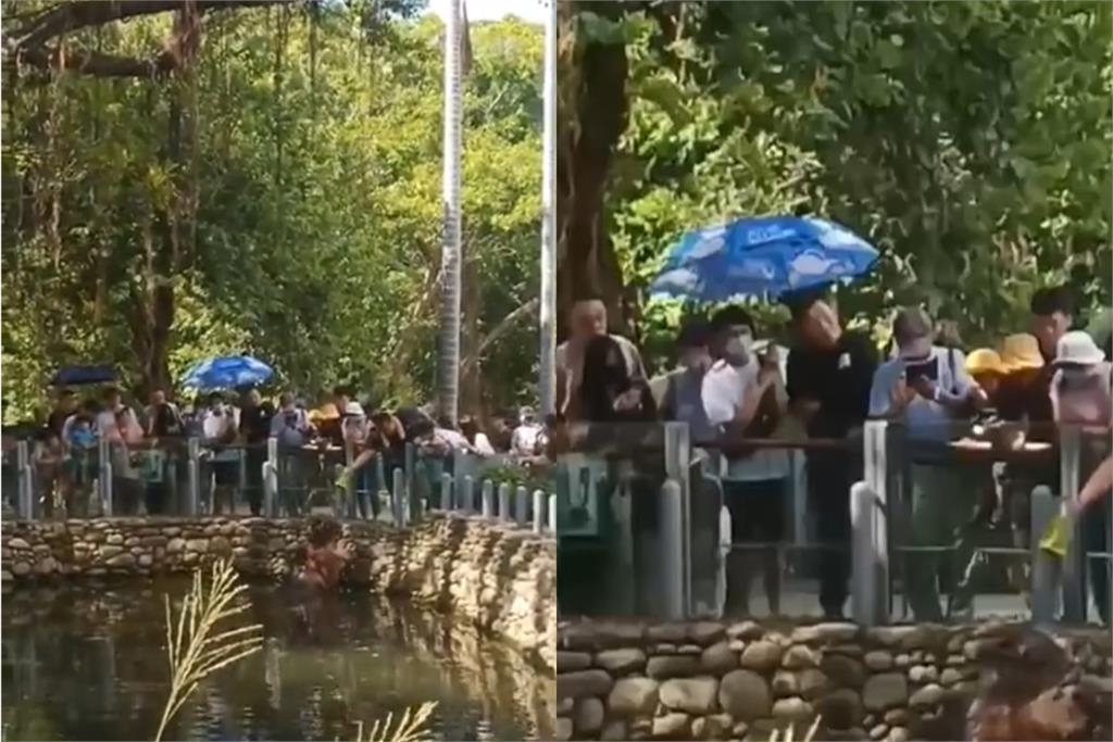 遊客亂餵洋芋片 員工回應「已罵過河馬」引熱議…竹市動物園說明