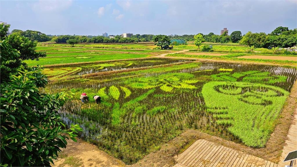 熱搜／全國最大！　桃園溪海休閒農業區推彩繪稻田吸遊客