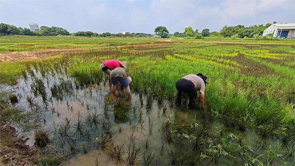 熱搜/全國最大! 桃園溪海休閒農業區推彩繪稻田吸遊客