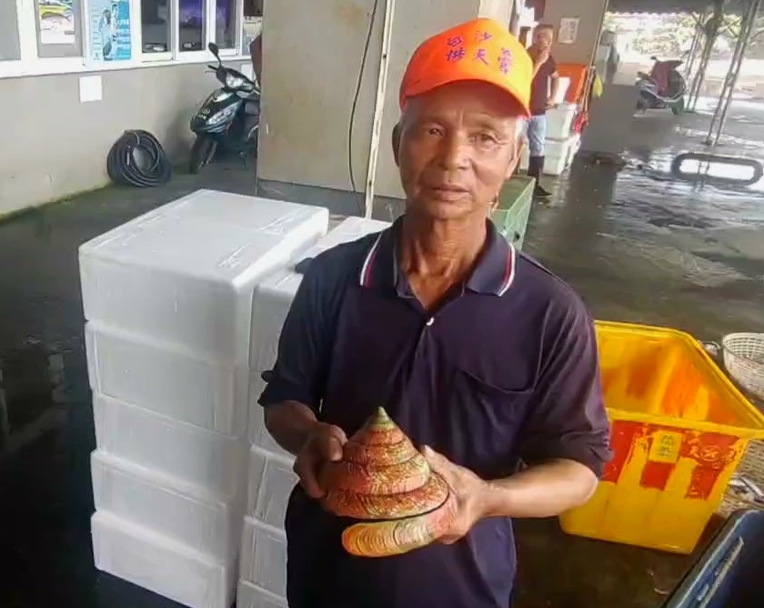 活體龍宮貝現蹤！　宜蘭龜山島外海捕獲百萬「活化石」
