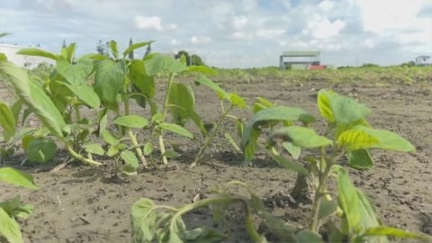 暴雨狂襲台南胡麻田　本土產芝麻.麻油產量恐告急