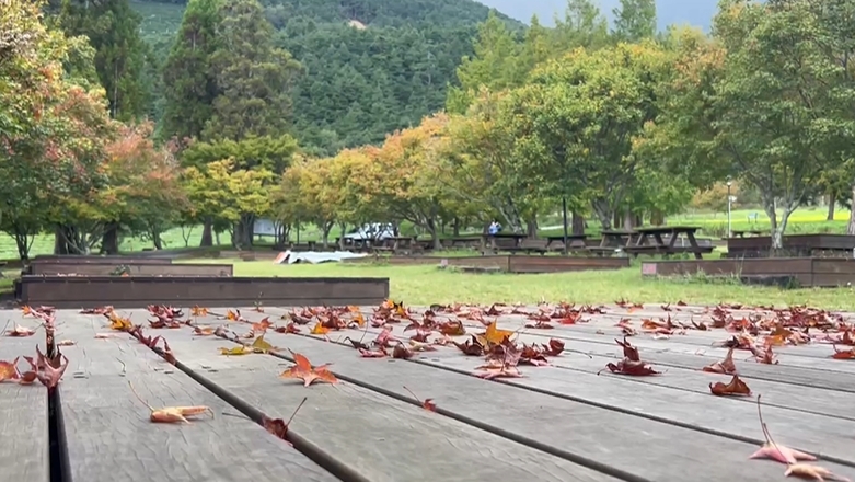 秋意濃! 武陵農場「楓葉轉紅」 10月下旬進入賞楓期