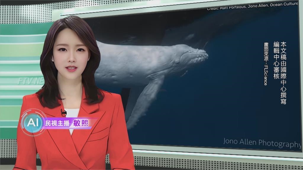 敏熙報氣象／超罕見「全白座頭鯨」 悠游東加海域夢幻畫面曝光就只有一瞬間！