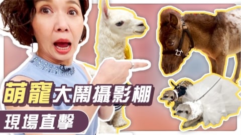 草泥馬獻上香吻慘遭梁赫群拒絕! 萌寵大鬧攝影棚可愛互動一次看