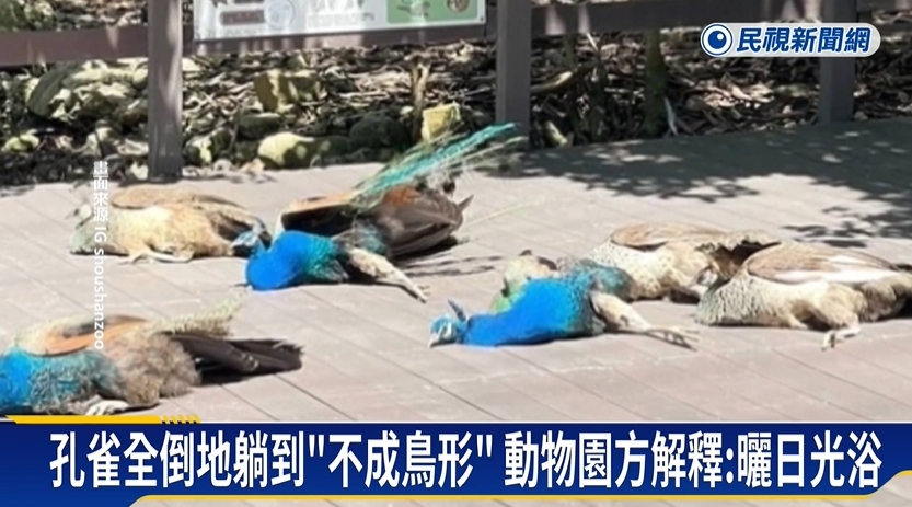 嚇到吃手手!遊客驚見動物園30隻孔雀「全掛了」真相…太chill了