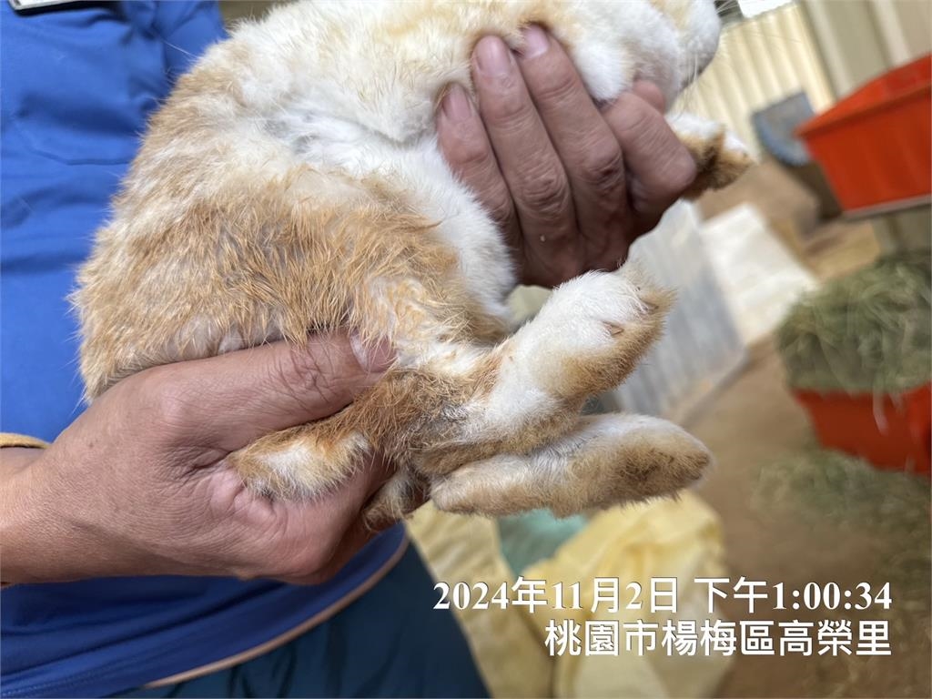 快新聞/埔心牧場被爆獸醫虐兔! 桃園動保處要查了:封館開罰