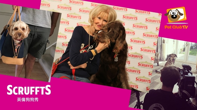 《英倫狗狗秀》直擊全世界最大的狗狗競賽”Crufts”