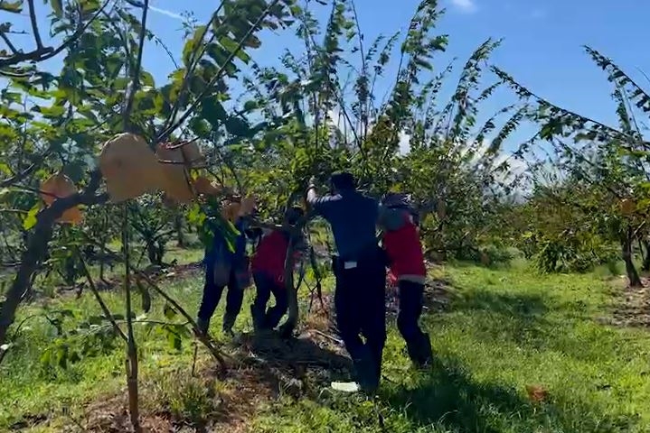 康芮颱風過境！台東釋迦樹倒一片 外役監大哥伸出援手助善後
