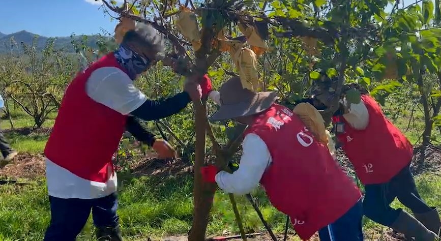 康芮颱風過境！台東釋迦樹倒一片 外役監大哥伸出援手助善後