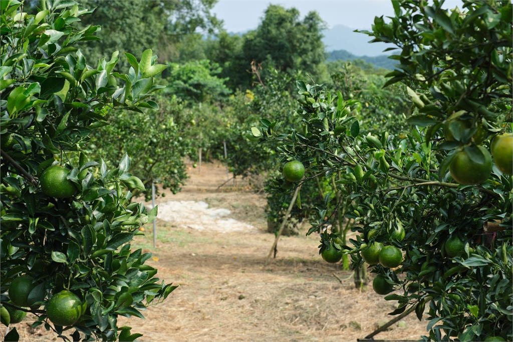 關子嶺酒柑心週六(9)登場 黃偉哲:爬山健行吃椪柑喝調酒