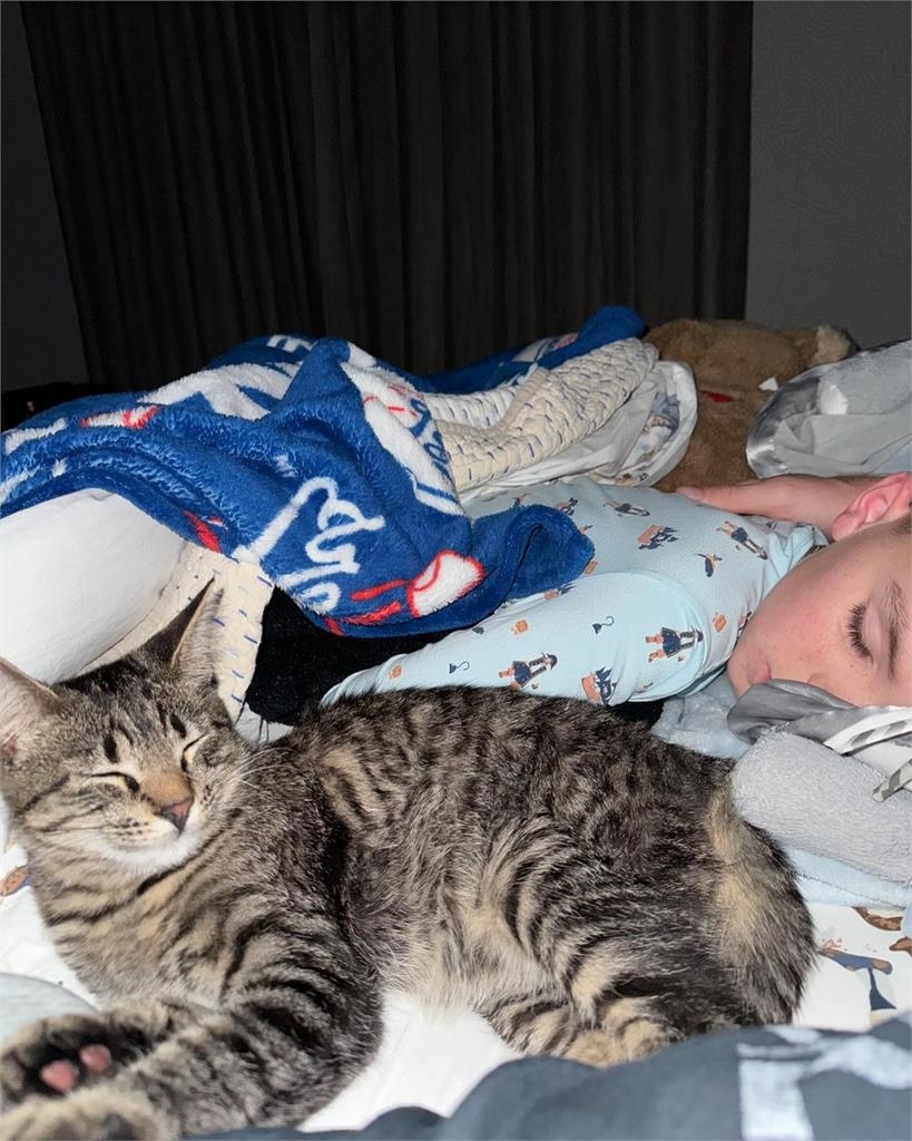 MLB(影)/道奇隊將掀貓狗內戰?世界大賽MVP領養貓咪和大谷愛犬比萌