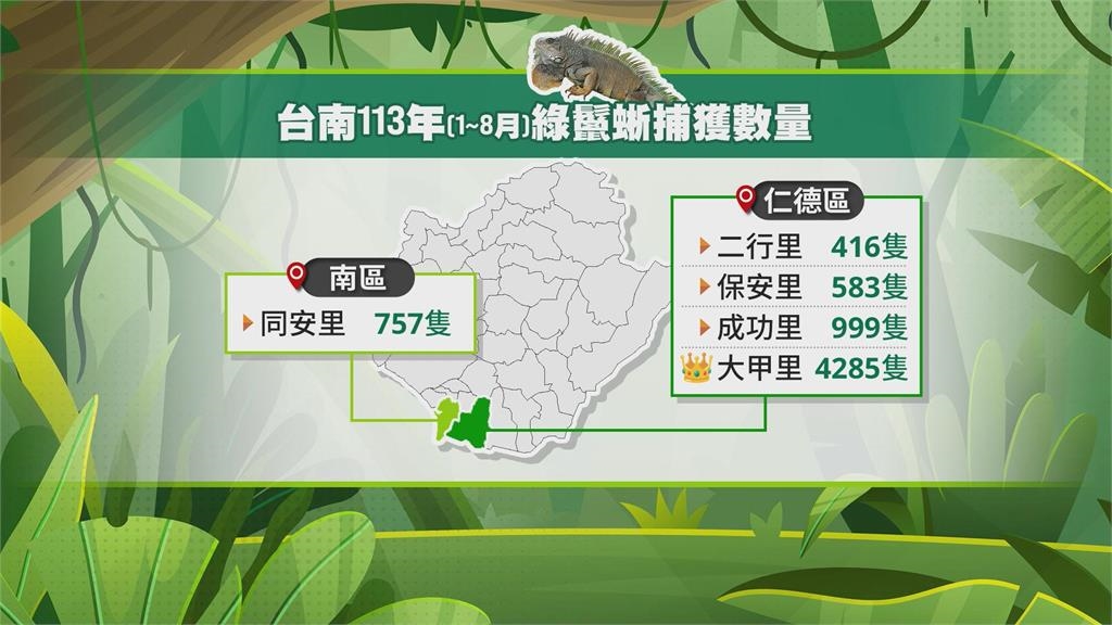 綠鬣蜥氾濫出現野外繁殖族群 「獵龍高手」抓不勝抓