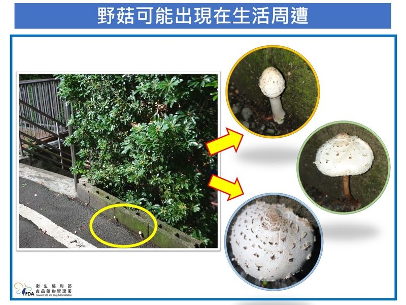 野生菇類別亂摘!食藥署示警「這2種毒菇」常被誤食 傷害遍及全身