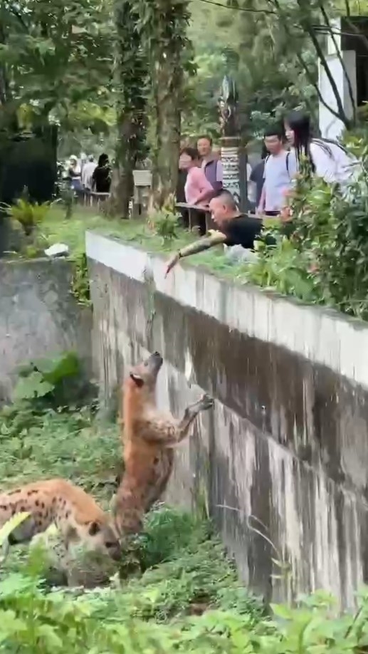 快新聞／猴子跑出來了？木柵動物園「男子逗弄鬣狗」險象環生　網：好想看他掉下去