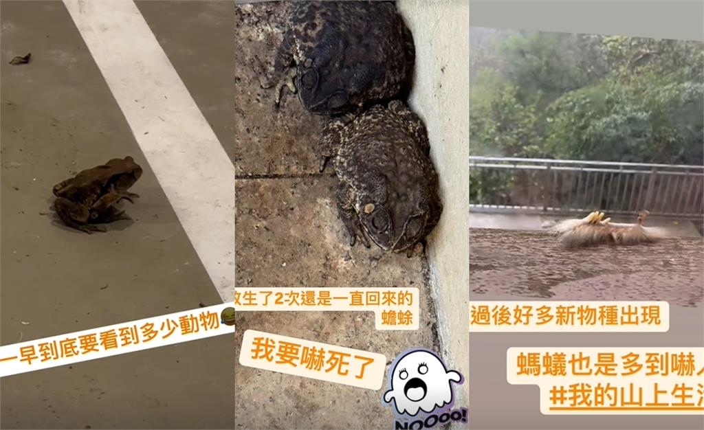 陳意涵豪宅「突闖不速之客」驚嚇片曝！亂丟香蕉皮「正面對決」：怎麼進來？