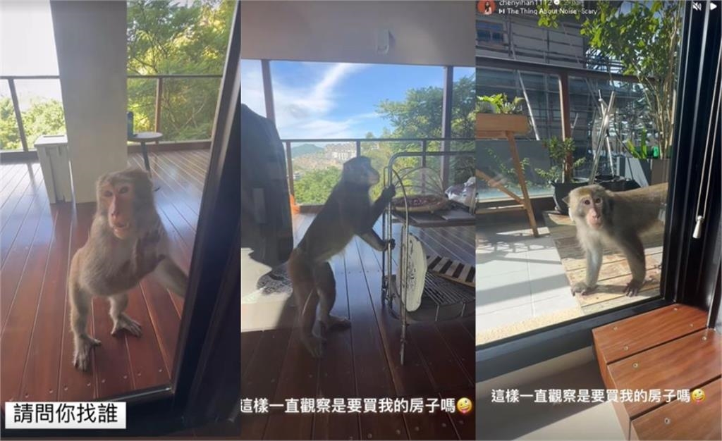 陳意涵豪宅「突闖不速之客」驚嚇片曝！亂丟香蕉皮「正面對決」：怎麼進來？