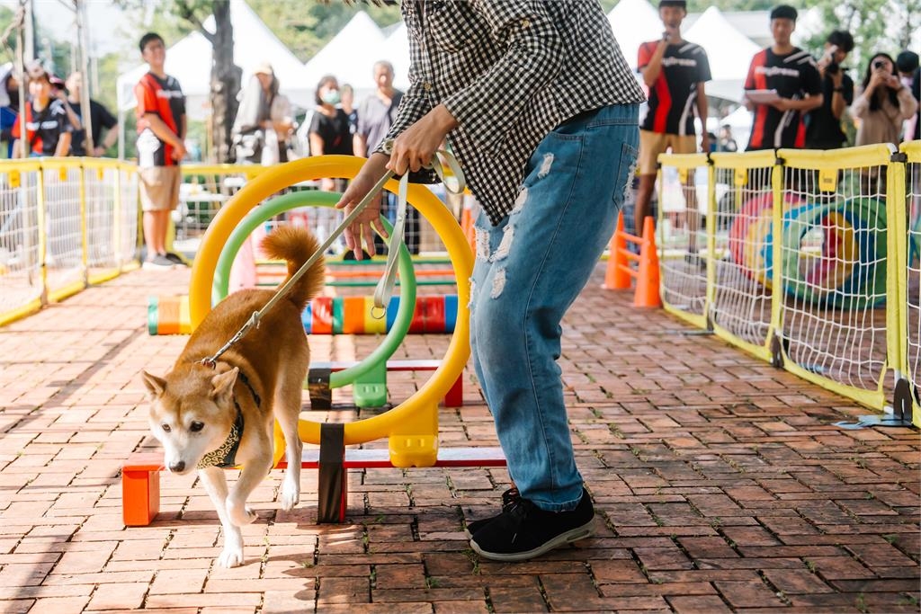 動保與農村文化融合！臺南動保市集溫馨登場 毛孩與飼主共度愉快時光