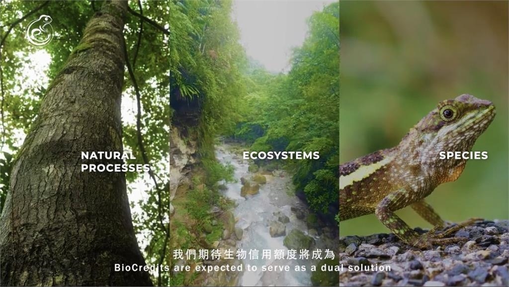 躍上國際!台大教授蔡明哲WCS演說 攜手元杉森林前瞻性生物信用示範林區|四季線上4gTV