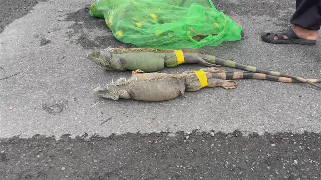 台灣陷「綠鬣蜥危機」人道處理恐無效！專業粉專：「這方法」才有成功案例