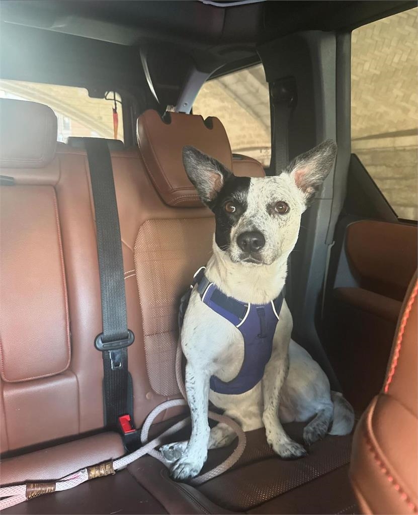 地震女神產後復出「暴風升級」！透視洋裝「全是洞」真實狀態全被拍