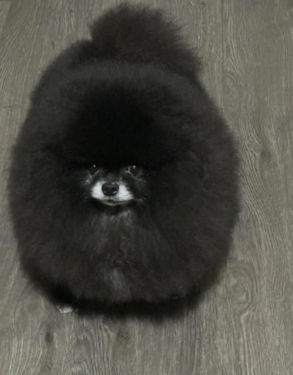 詭異生物現蹤「獨眼黑毛球」照瘋傳!飼主曬「超萌真面目」:很乖巧