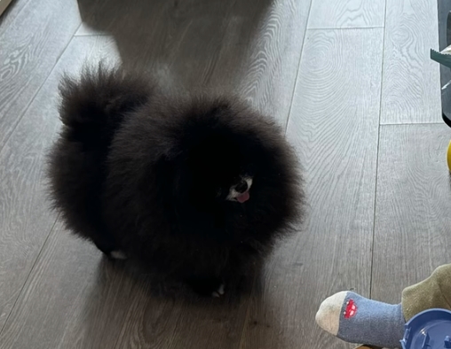 詭異生物現蹤「獨眼黑毛球」照瘋傳!飼主曬「超萌真面目」:很乖巧