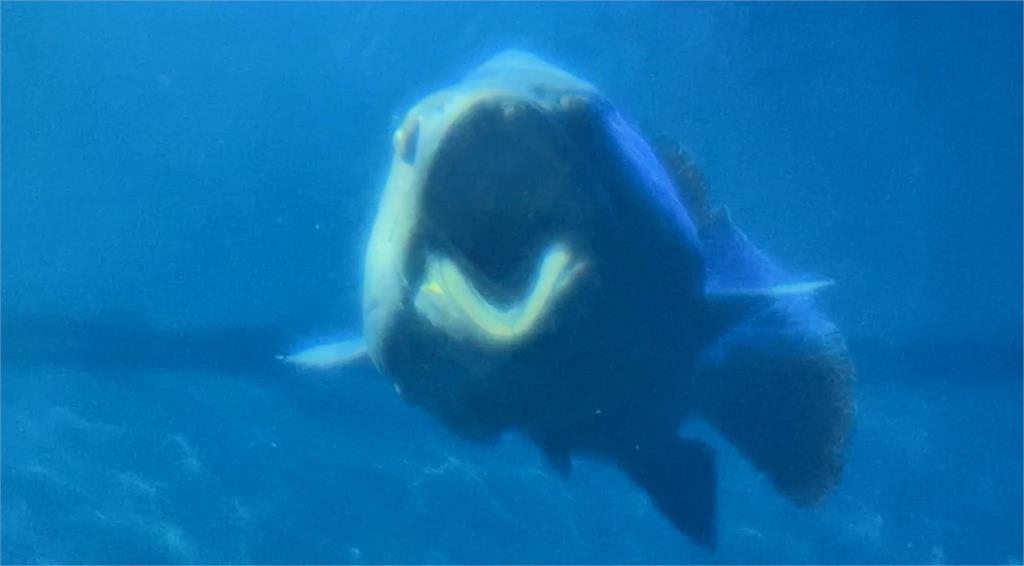 海洋公園龍膽石斑「嘴巴開開」悠游　解說人員說「這原因」導致下巴脫臼