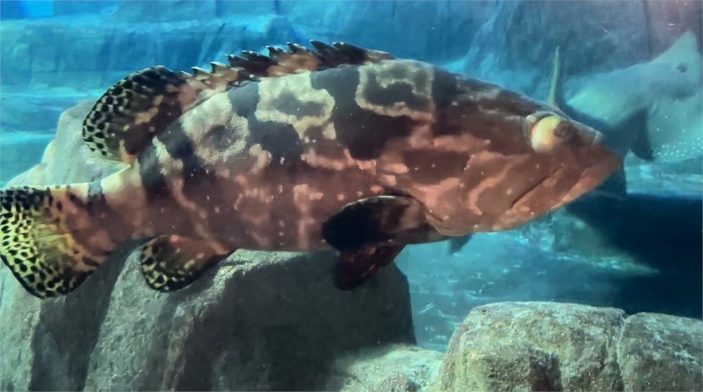 海洋公園龍膽石斑「嘴巴開開」悠游　解說人員說「這原因」導致下巴脫臼