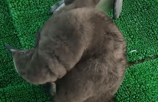 國王企鵝「嘟胖」借殖Xpark　新生寶寶命名活動起跑