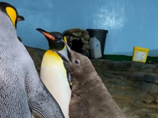 國王企鵝「嘟胖」借殖Xpark　新生寶寶命名活動起跑