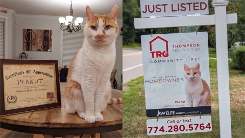 美國路邊驚見「奇特」廣告看板!他細看嚇一跳…公司總經理竟是「喵星人」