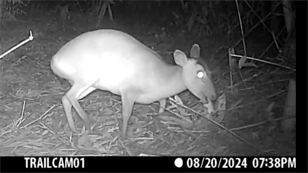 基隆山藥口感無敵　山豬與山羌搶食產量銳減剩不到2成