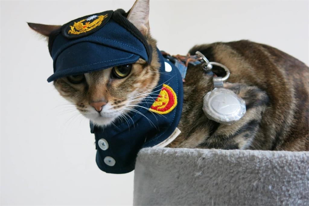 躲機車取暖被桃園警誘捕 浪貓被收編升格「所貓」