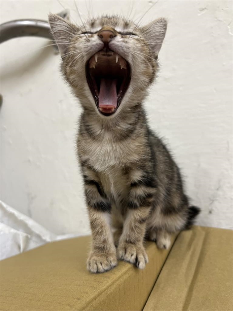 躲機車取暖被桃園警誘捕 浪貓被收編升格「所貓」