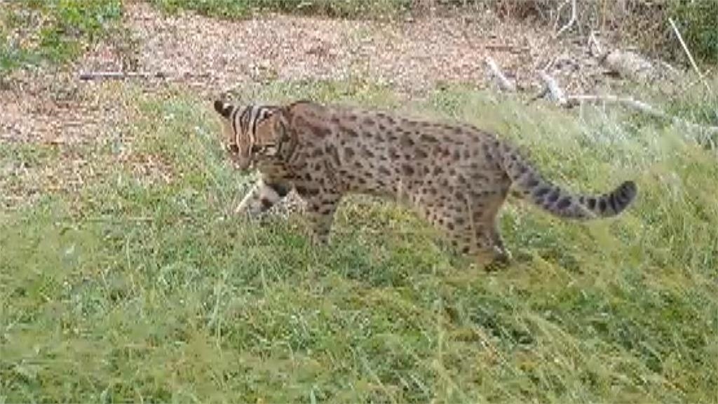 石虎媽媽帶三寶外出覓食　紅外線攝影機捕捉珍貴畫面