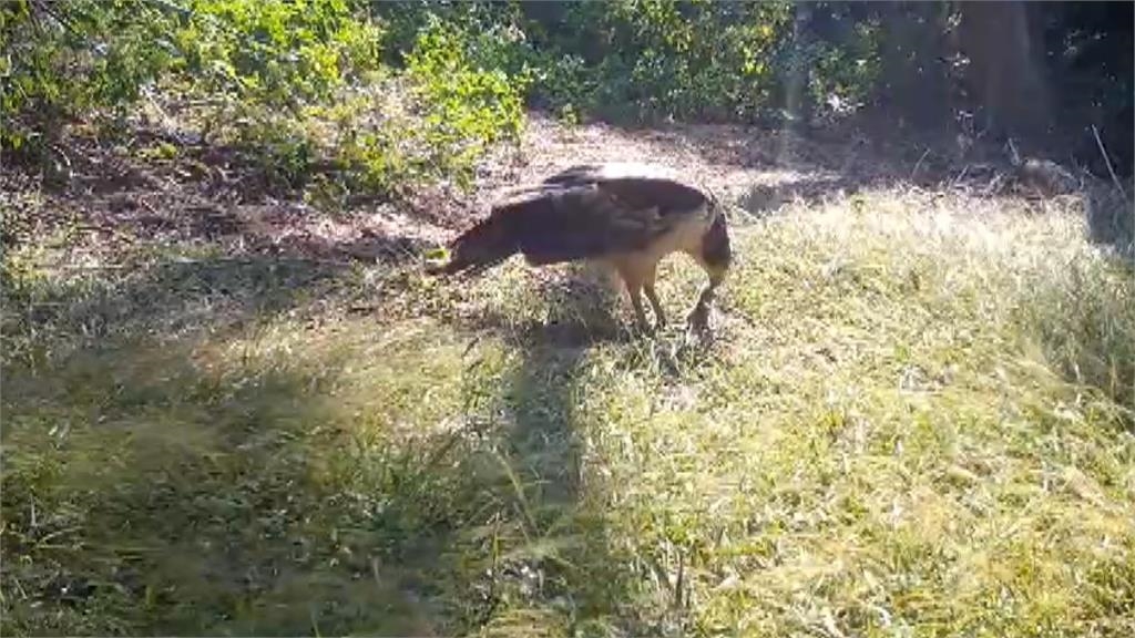 石虎媽媽帶三寶外出覓食　紅外線攝影機捕捉珍貴畫面