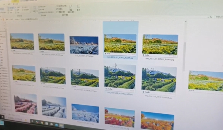 AI強大！苗栗杭菊園秒變日本冬雪　瀰漫浪漫氛圍