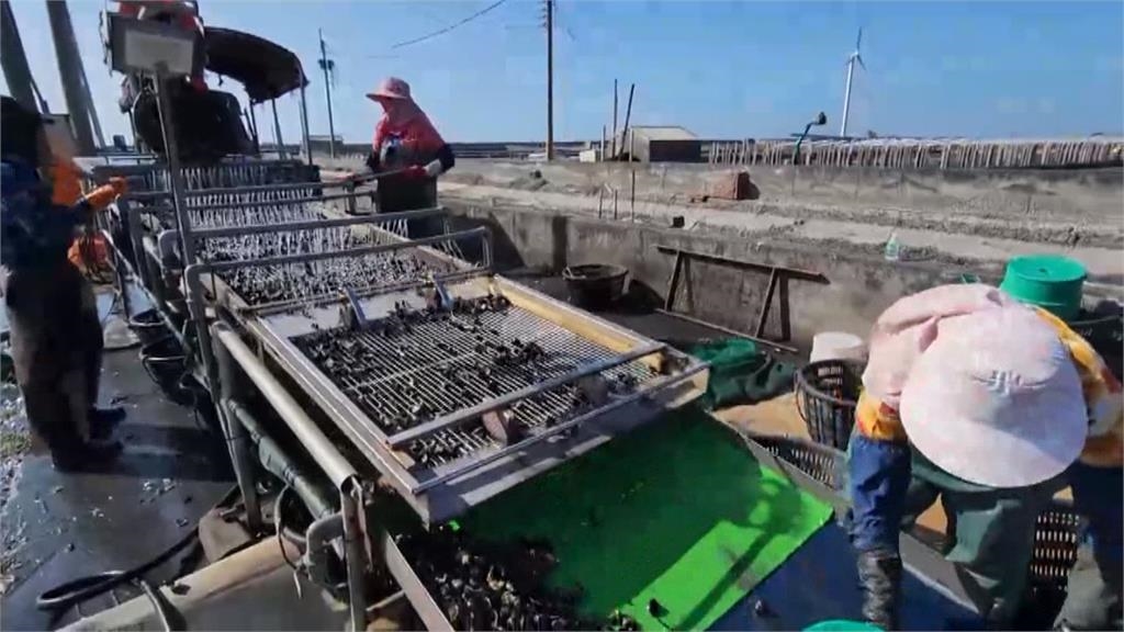 雲林文蛤收成慘兮兮 文蛤農嘆只剩「空殼跳恰恰」