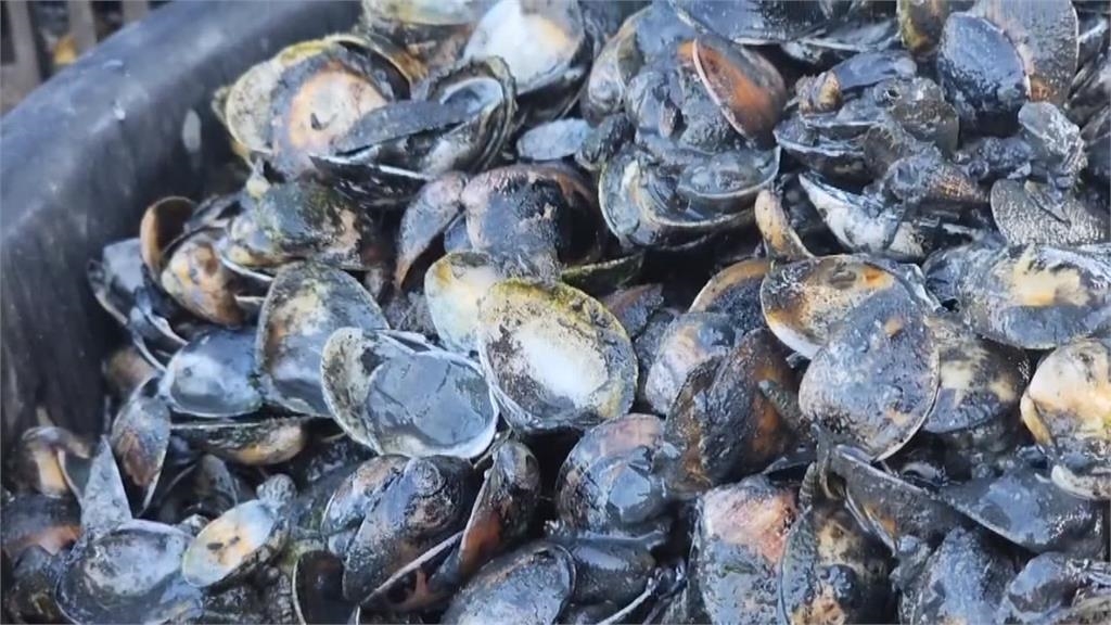 雲林文蛤收成慘兮兮 文蛤農嘆只剩「空殼跳恰恰」