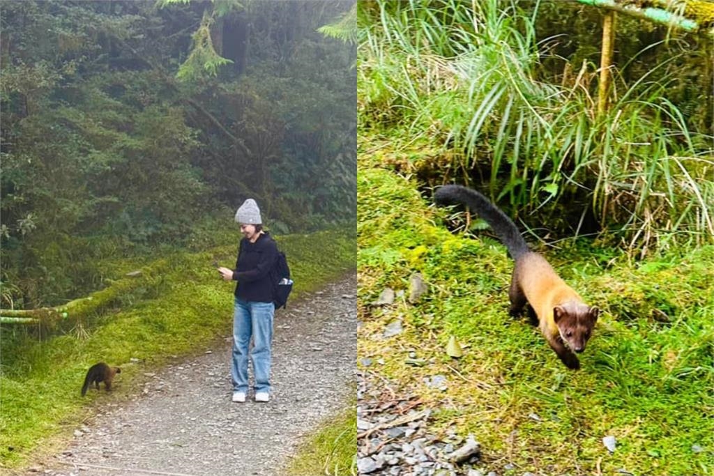 八點檔女神爬山偶遇「1動物」！「牠靠近討摸摸」吳婉君驚呆：是個狠角色