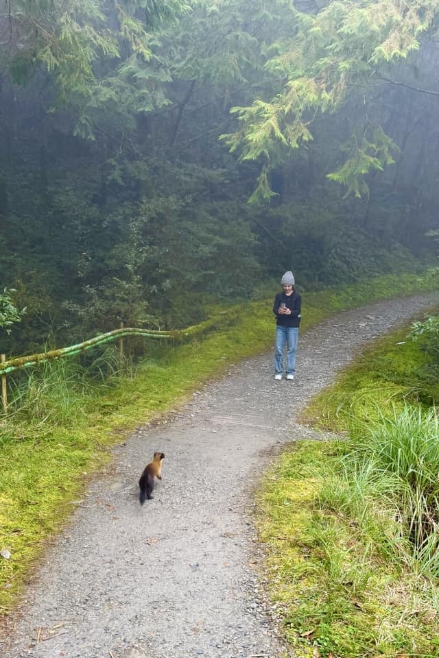 八點檔女神爬山偶遇「1動物」！「牠靠近討摸摸」吳婉君驚呆：是個狠角色