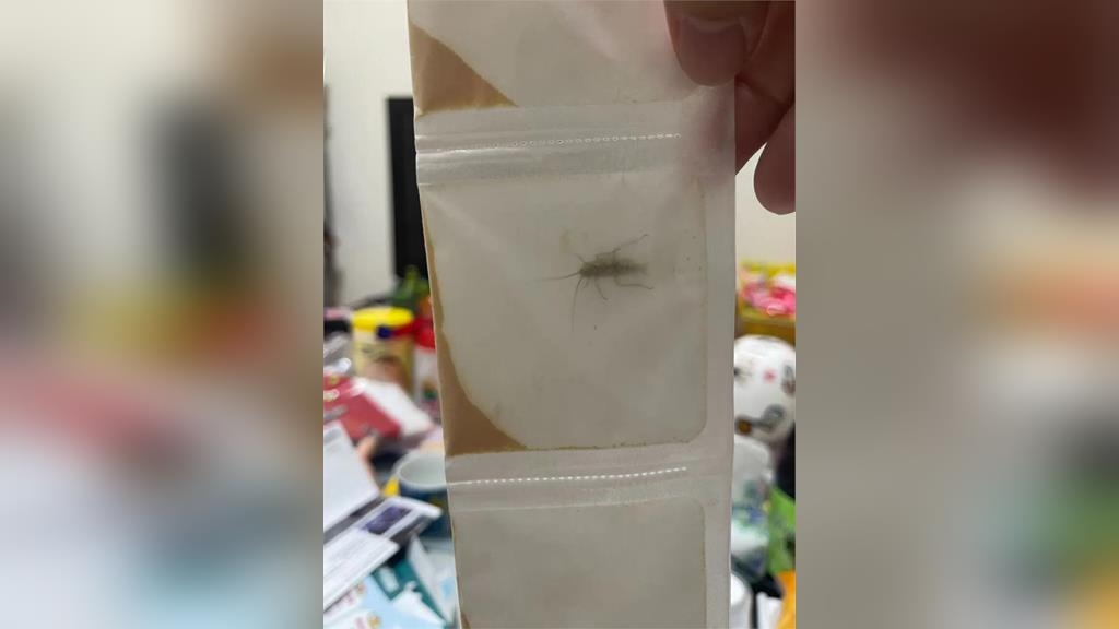 超噁心!藥包驚見活蟑螂 家長傻眼喊:環境有多髒? 超噁心!藥包驚見活蟑螂 家長傻眼喊:環境有多髒?