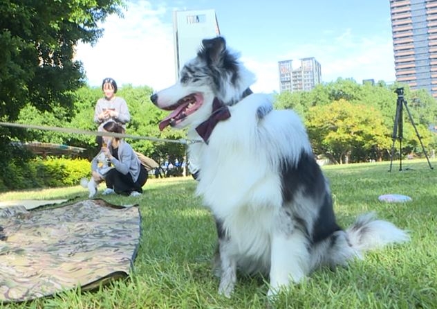 毛小孩生日趴邀請犬友同樂　餐點、布置一點都不馬虎