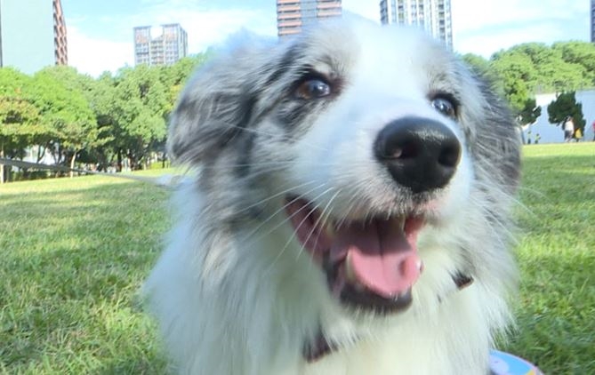 毛小孩生日趴邀請犬友同樂　餐點、布置一點都不馬虎