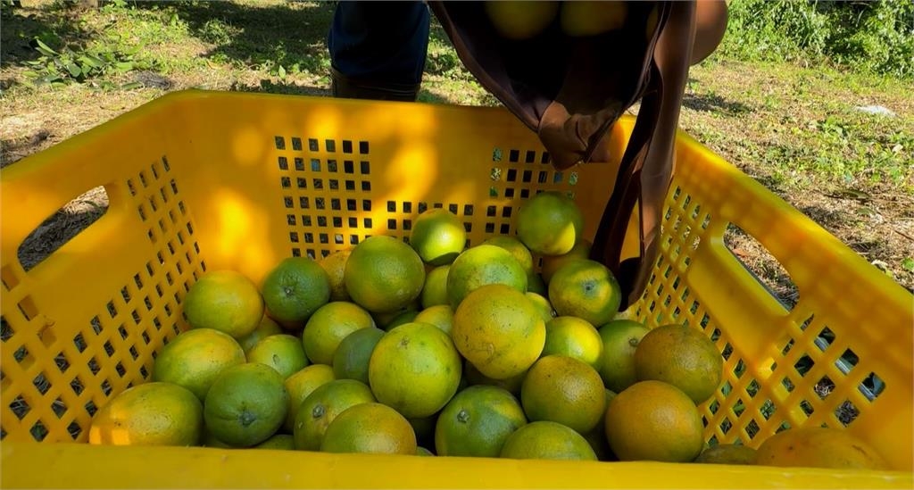 橘子還是柳丁? 新竹果農耗時4年研發"橘子柳丁"