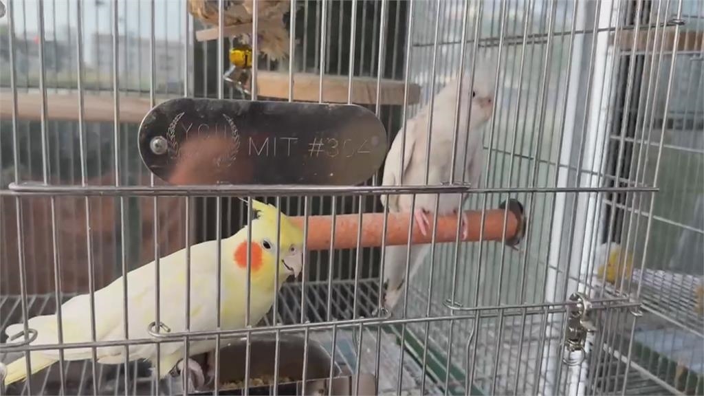 心情好壞都會叫！　「這品種」鸚鵡較敏感　不建議新手養