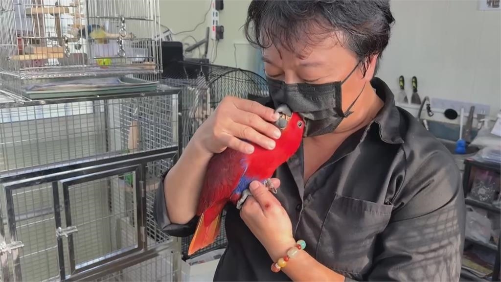 心情好壞都會叫！　「這品種」鸚鵡較敏感　不建議新手養